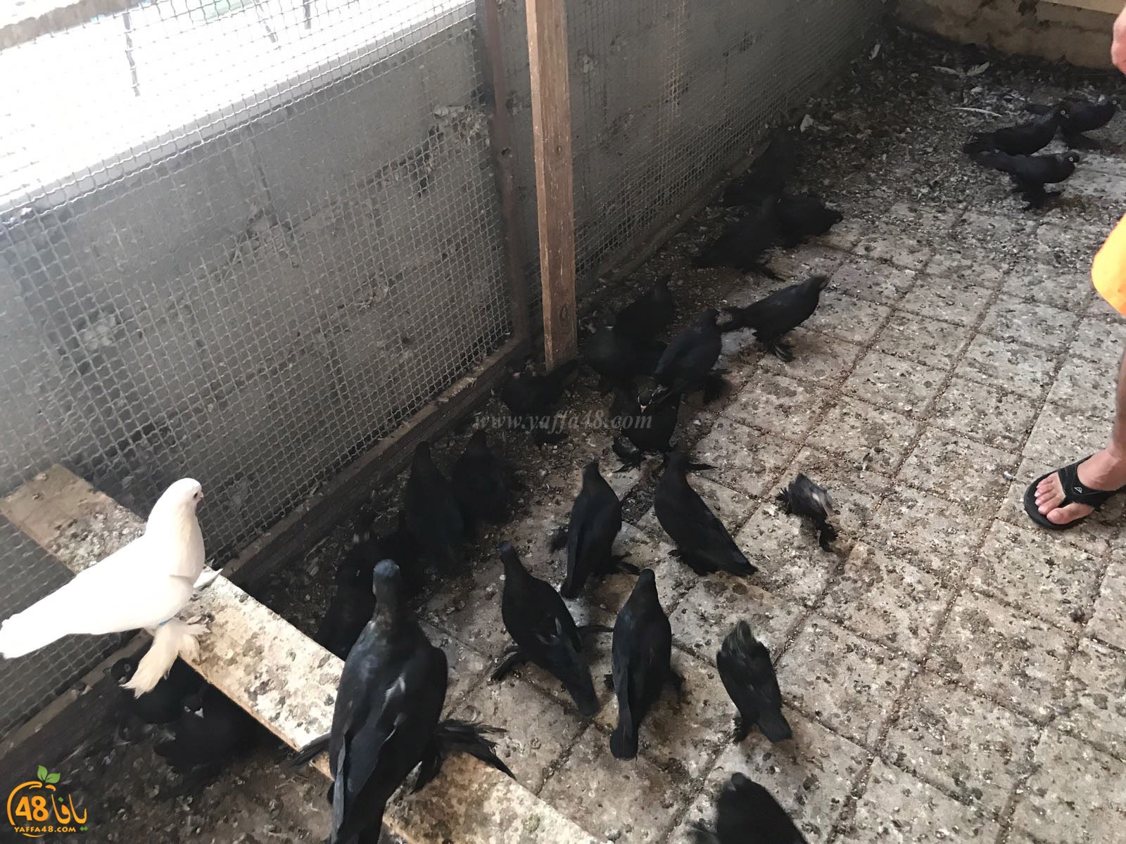 zohdi 3ashoor 7amam (9).jpg